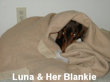 Luna with her blankie