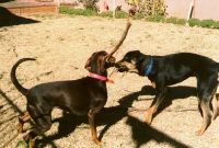 Luna and puppy Palmer